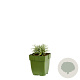 Helichrysum italicum GM  P11