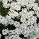 Iberis semp. 'Zwergschneeflocke' GM P9