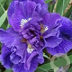 Iris sib. 'Kaboom' GM P9