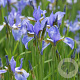 Iris sib. 'Perry's Blue' GM P9