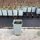 Lonicera c. 'Aurora' 30-40 cm C1.5