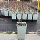 Lonicera c. 'Boreal Blizzard' plantgoed C1.5