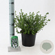 Prostanthera cuneata 20-25 cm 2,0L