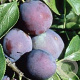 Prunus d. 'Marjorie's Seedling' 150-175 cm 10L