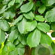 Ulmus glabra 60-100 cm wortelgoed 2-jarig verplante zaailin