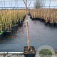 Rubus idaeus 'Autumn Bliss' 50-60 cm 3,0L