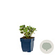 Sedum 'Red Sparkle' GM  P11