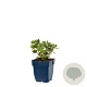 Sedum 'Red Sparkle' GM  P11
