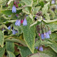 Symphytum azureum GM P9