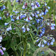 Symphytum azureum GM P9