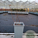 Vaccinium c. 'Bluecrop' 20-40 cm C1.5