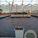 Vaccinium c. 'Reka' 20-40 cm C1.5