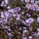 Veronica 'Madame Mercier' GM P9