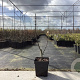 Zanthoxylum schinifolium 40-50 cm 3,0L