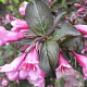 Weigela florida 'Foliis Purpureis' 30-50 cm wortelgoed 2-jarig verplante stekken 2-3 tak