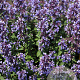 Nepeta 'Purssian Blue' GM P9