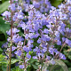Nepeta 'Purssian Blue' GM P9