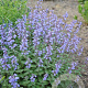 Nepeta 'Purssian Blue' GM P9