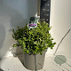 Euonymus fort. 'Harlequin' 30-35 cm 5,0L