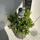 Euonymus fort. 'Harlequin' 30-35 cm 5,0L