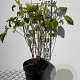 Hydrangea a. 'Annabelle' 40-50 cm 5,0L