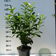 Prunus l. 'Novita' 80-100 cm 5,0L