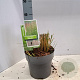 Calamagrostis acut. 'Overdam' 40-50 cm 3,0L