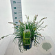 Carex Ribbon Falls 30-40 cm 6,5L