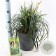 Carex Ribbon Falls 30-40 cm 6,5L