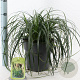 Carex Ribbon Falls 30-40 cm 6,5L