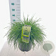 Deschampsia cesp. 'Goldtau' 50-80 cm 12L