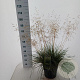 Deschampsia cesp. 'Goldtau' 50-80 cm 12L