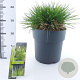 Deschampsia cesp. 'Goldtau' 50-80 cm 12L