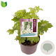 Delphinium 'Magic Fountains White' GM 2,0L