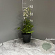 Delphinium 'Magic Fountains White' GM 2,0L