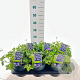 Geranium Rozanne 10-20 cm 2,0L