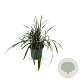 Liriope muscari 'Big Blue' 20-25 cm 2,0L