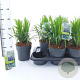 Liriope muscari 'Big Blue' 20-25 cm 2,0L