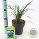 Liriope muscari 'Big Blue' 20-25 cm 2,0L