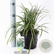 Liriope muscari 'Big Blue' 20-25 cm 2,0L