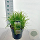 Miscanthus sin. 'Adagio' 70-90 cm 12L