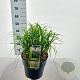 Miscanthus sin. 'Herman Mussel' 70-90 cm 12L