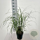 Miscanthus sin. 'Herman Mussel' GM 6,5L