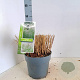 Miscanthus sin. 'Herman Mussel' GM 6,5L