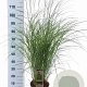 Miscanthus sin. 'Kleine Silbersp.' 60-100 cm 6,5L