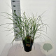 Miscanthus sin. 'Kleine Silbersp.' 60-100 cm 6,5L