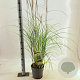 Miscanthus sin. 'Kleine Silbersp.' 60-100 cm 6,5L