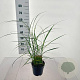 Miscanthus sin. 'Little Zebra' 30-60 cm 2,0L