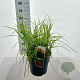 Miscanthus sin. Pink Cloud 50-60 cm 12L