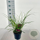 Miscanthus sin. 'Red Chief' 30-60 cm 2,0L